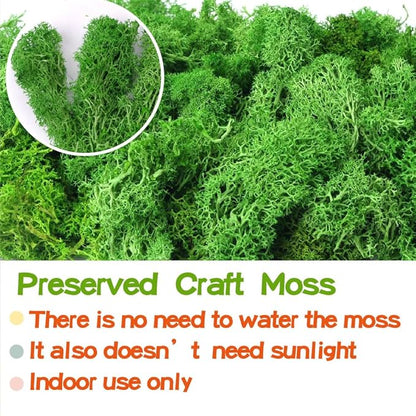 Preserved Reindeer Craft Moss-17.6oz Natural Green DIY Kit Gardenning Art Wall Florist Moss Terrariums Gardenning Decor Landscape Garden Decor(Leaf Green 17.6 OZ)