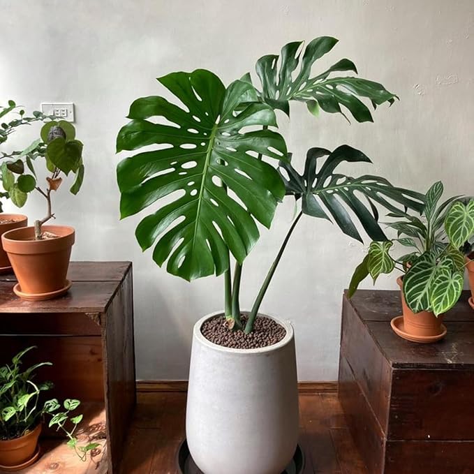 Monstera Deliciosa Plant Live, Swiss Cheese Plant, Split Leaf Indoor Plants Live Houseplants, 4 Inc Pot