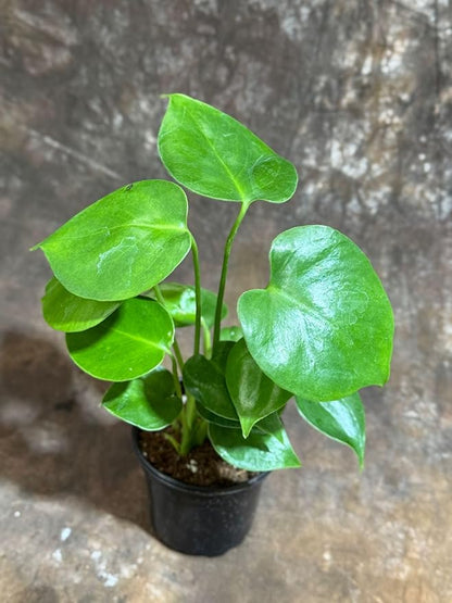 PLANTVERS Live Monstera Deliciosa in a Nursery Pot | Tropical Air Purifying Indoor Plant | Low Maintenance Large Leaf Houseplant | Easy Care Home or Office Décor Plant (4" Grow Pot)