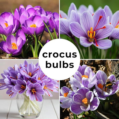 50 Saffron Crocus Bulbs for Planting - Crocus Sativus Bulbs