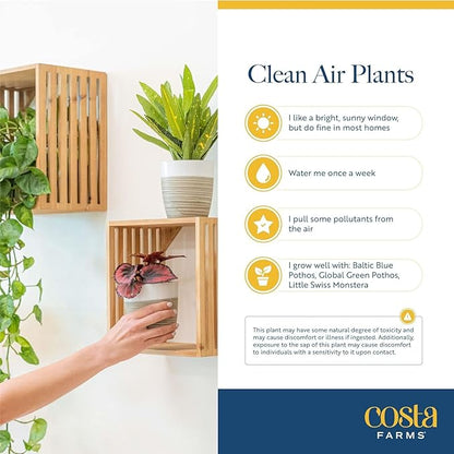 Costa Farms Live Indoor Plant Variety Pack in Plastic Pots, Easy to Maintain, Air Purifying Houseplants, Home, Room, or Office Decor, House Warming or Birthday Gift, 12-24 Inches Tall, Pack of 6