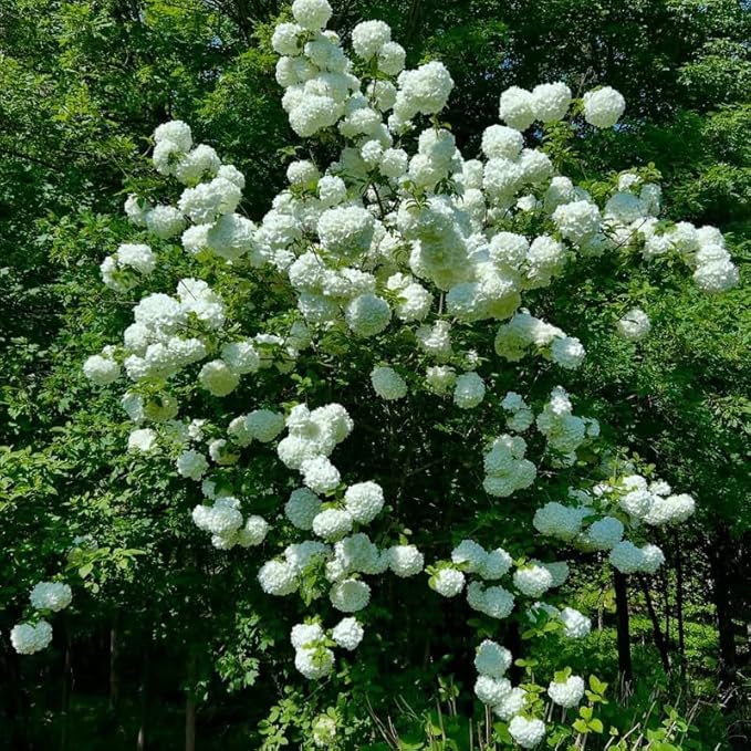 White Viburnum Tree Live Plant Shrub in Pot, Fragrant Flower, Dormant in Winter, 6-12" in Tall, Bare Root to CA, Bush Shrub Spring Blooms