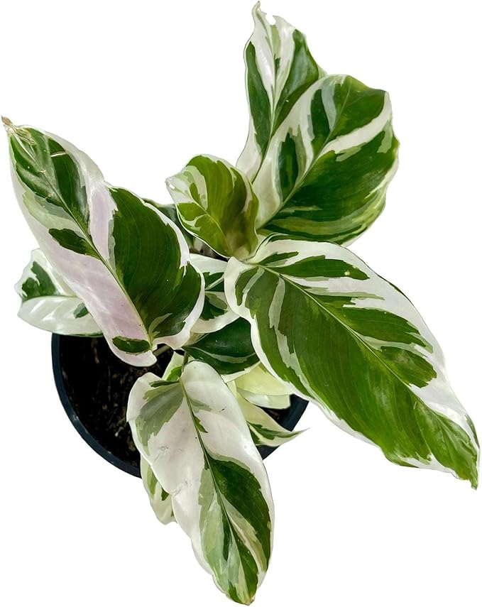 Calathea White Fusion Live Plant for Indoor | Different Houseplants in 4'' & 6'' Pot | Real House Plant for Living Room, Office, Desk & Bathroom | Peacock Plant | Zebra Plant