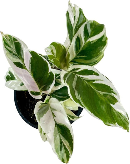 Calathea White Fusion Live Plant for Indoor | Different Houseplants in 4'' & 6'' Pot | Real House Plant for Living Room, Office, Desk & Bathroom | Peacock Plant | Zebra Plant