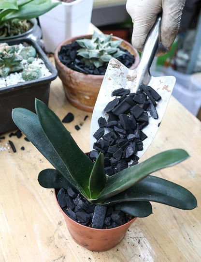 TOYPOPOR Horticultural Charcoal for Indoor Plants (3 Quarts) Hardwood Potting Soil Amendment Helps Improve Drainage for Orchids, Succulent, Cactus, Terrariums, and Gardening