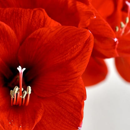 Amaryllis ‘Merengue’ Bulb – Exotic Hippeastrum Cybister Variety with Red Spider-Lily Style Petals | Rare Outdoor Amaryllis Flower Bulb, Easy-to-Grow Tropical Perennial for Garden Beds