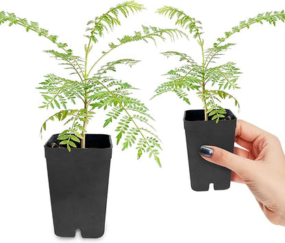 Mini Jacaranda Tree, 3-4 Inch Tall Bonsai Tree in 2-Inch Pot, Trees Live Plants Outdoor Hardiness Zones 9-11, Bonsai Live with Purple Flowers