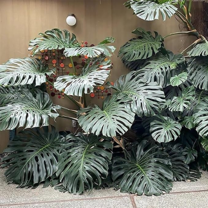 2 Rare Philodendron Live Plants Varieties Collection, Philodendrons Plants Size 5-9 Inc for Indoor Houseplant Décor, Ornamental Tropical Well-Rooted (Monstera Deliciosa)