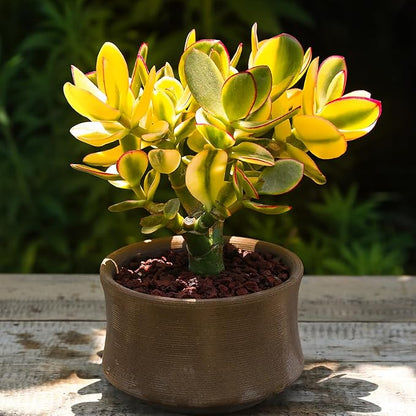 Sprout N Green Golden Jade - Crassula Ovata 'Hummel Sunset', Rare Cute Succulent Plant Fully Rooted in 4" Pot