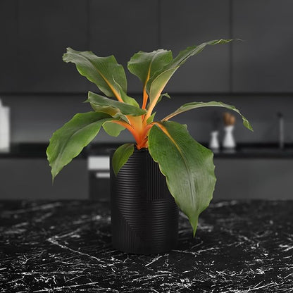 Green Circle Growers Orange Spider Plant in 5" Black-Rockefeller Pot, Live Indoor Plants, House Plant