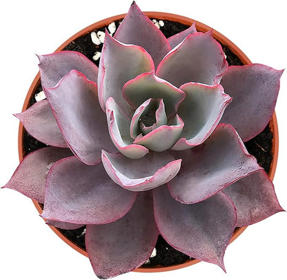 Live Succulent Plants Echeveria Afterglow, Rare Succulents Fully Rooted in 4" Pots with Soil, Easy-Care House Plant, with Heat Pack for Winter Shipping