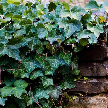 100+ English Ivy Seeds for Planting Outdoors,Climbing Vine Seeds,Ground Cover Seed Creeping Plants for Erosion Control Indoor Hanging Baskets
