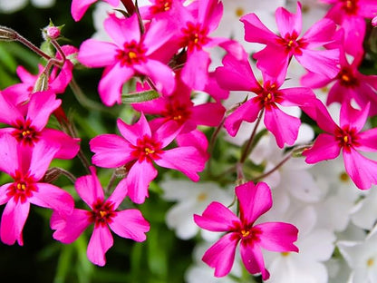 Greenwood Nursery: Live Ground-Cover Plants - Red Creeping/Moss Phlox + Subulata - [Qty: 2X Pint Pots] - (Click for Other Available Plants/Quantities)