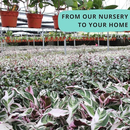 CoollectivePlants Calathea Stella – Live Calathea Plant in 6″ Grower’s Pot, Easy Low Maintenance Indoor Houseplant, Pet Friendly, Includes UniHeat Pack for Winter Protection