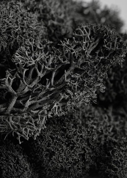 SuperMoss (21790) Reindeer Moss – Soft Preserved Moss for Home Decor, Crafts, Terrariums, Floral Design, and Wedding Decorations, 2,588 cu in, Black