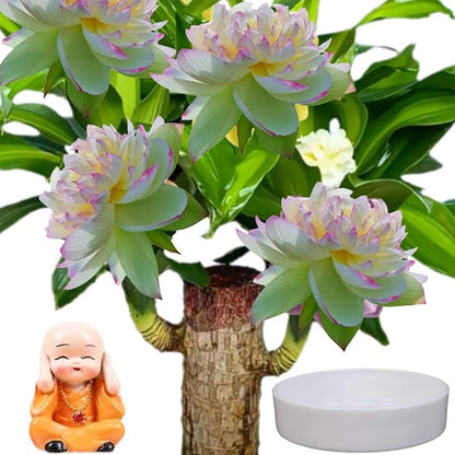 Brazilian Wood,Brazilian Lucky Wood Plant,Mini Sculpture Art,Suitable for Home, Outdoor, Office, Kitchen, Bedroom, Garden Decoration (Yellow)