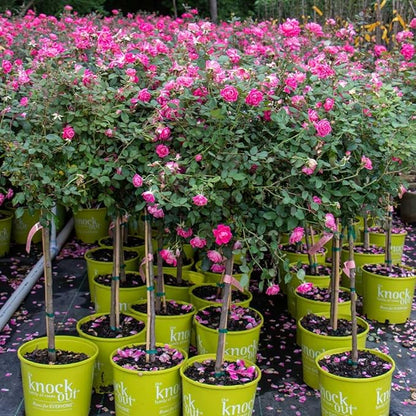 Brighter Blooms - Pink Knock Out® Rose Tree, 2-3 ft. - No Shipping to AK, AZ, HI