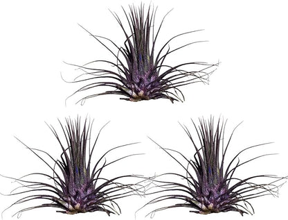 Air Plants - Tillandsia Ionantha - Organically Enhanced Color - Live Arrival Guaranteed - House Plants for Home Decor & Gift (Purple Pansy 3pk)