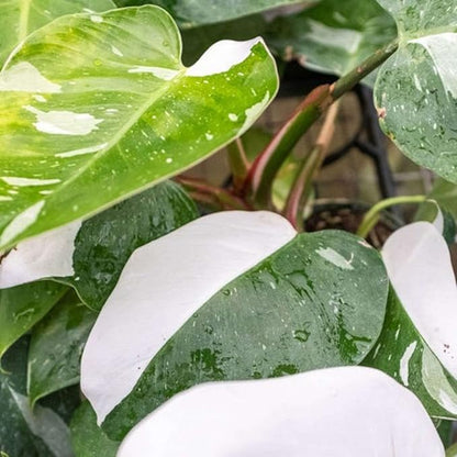Philodendron White Princess Live Plant for Indoor | Different Houseplants in 4'' & 6'' Pot | Real House Plant for Living Room, Office, Desk & Bathroom | erubescens