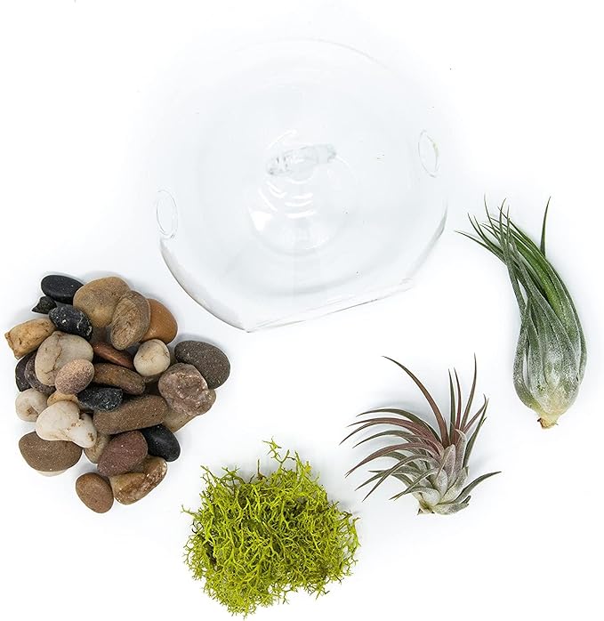 Stunning Flat Bottom Globe Terrarium Kit with Small Assorted Air Plants, Beige Stones and Moss Plant Terrarium - Live Tillandsia Air Plants Holder–Glass Terrariums for Plants and Succulents