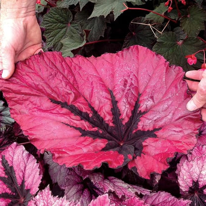 Exotic Red Begonia Plants Live, Rare Begonias Indoor Growing, Hanging Basket, Starter 5 to 9 Inc Tall