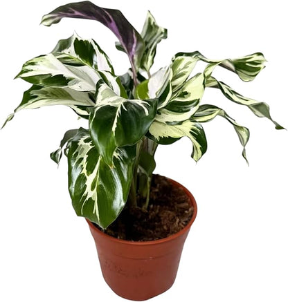 CoollectivePlants Calathea Stella - Live Calathea Plant in 6″ Growers Pot, Easy Indoor House Plants, Pet Friendly Plants Indoor, Low Maintenance Houseplant
