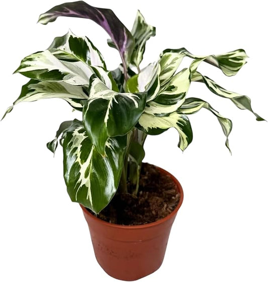 CoollectivePlants Calathea Stella - Live Calathea Plant in 6″ Growers Pot, Easy Indoor House Plants, Pet Friendly Plants Indoor, Low Maintenance Houseplant