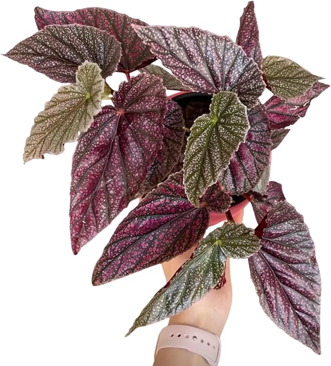 Pink Polka Dot Maculata Angel Wing Begonia Plants Live, Rare Begonias Indoor Growing, Hanging Basket, Starter 5 to 9 Inc Tall