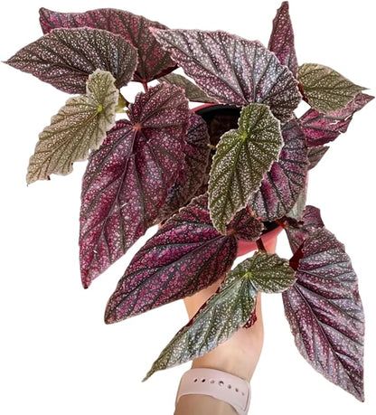 Pink Polka Dot Maculata Angel Wing Begonia Plants Live, Rare Begonias Indoor Growing, Hanging Basket, Starter 5 to 9 Inc Tall