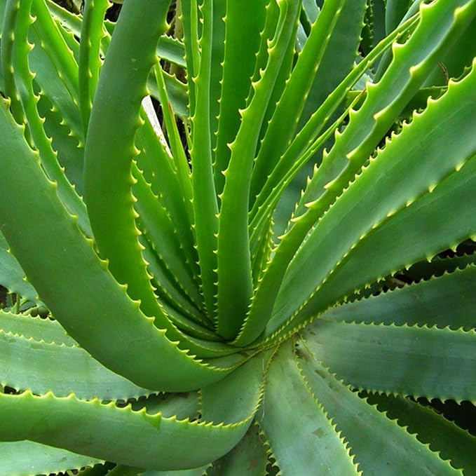 Live Aloe Vera Plant Succulent Trees | Aloe Vera Chinensis in Size 2 Pot | Suitable for Indoor or Outdoor Garden | Easy-Growing Aloe Vera Pen Plant Ideal for Home Décor