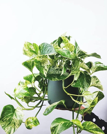 Live Marble Queen Pothos Plant, Epipremnum Aureum, Devil's Ivy, Live Indoor Plant, 4" Diameter Pot