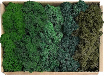 Preserved Reindeer Moss Natural Green DIY Kit Gardenning Art Wall Decor Florist Decor Easter Table Decor Wedding