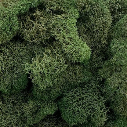 Preserved Reindeer Moss - Moss for Crafts, Home Decor, Art, Design & DIY Projects - Non-Toxic - USA Made (Basil, Standard Box)