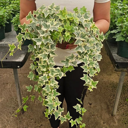 100+ English Ivy Seeds for Planting Outdoors,Climbing Vine Seeds,Ground Cover Seed Creeping Plants for Erosion Control Indoor Hanging Baskets