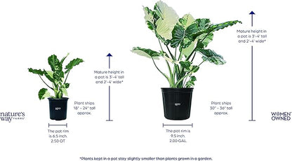 Nature's Way Farms, Alocasia Dawn Variegated, Rare Plant Collection, Live Plant (18-24 in. Tall) in Grower Pot