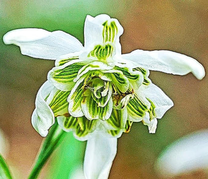 10 Double Snowdrops Bulbs - Top Size - Earliest Spring Blooms Thrive in Shade and Partial Sun - A Rare and Potected Specie in Holland