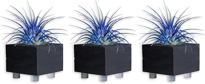 Air Plants - Tillandsia Ionantha - Organically Enhanced Color - Live Arrival Guaranteed - House Plants for Home Decor & Gift (Blue_Bell_3pk+Black_Planters)