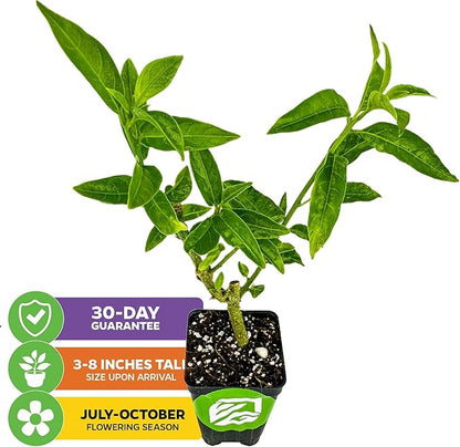 Night Blooming Jasmine Live Plant - Cestrum nocturnum - Wellspring Gardens Starter Plant