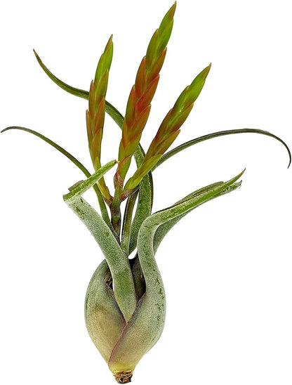 ragnaroc Air Plants - Flowering Tillandsia Caput Medusae, Large 5-7" - 2ct - Live Arrival Guaranteed - House Plants for Home Decor & Gift