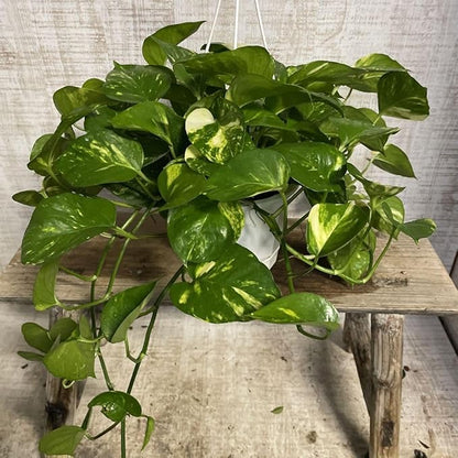 Live Pothos Plant, Pothos Live Plant from 5 to 7 Inc Tall, Houseplant Plant Gardening, 4 Inc Pot (Golden)