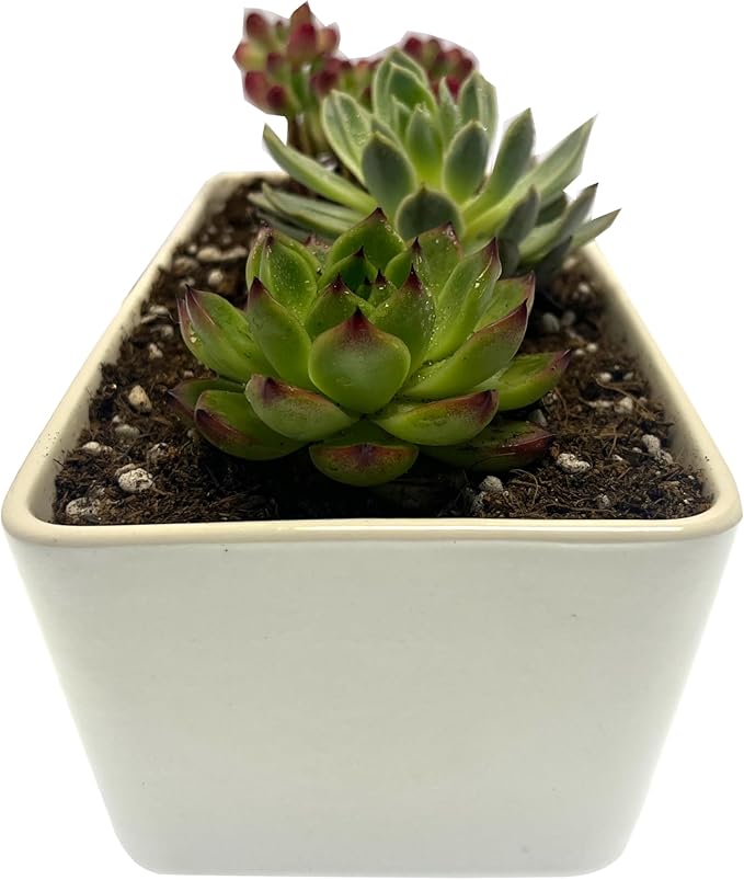 Kipokalor Rectangular White Ceramic Succulent Planter Pot,one Set of 10.19x4.64x3.22inch Modern Minimalist with Ceramic Saucer for Office,Desk,Window.