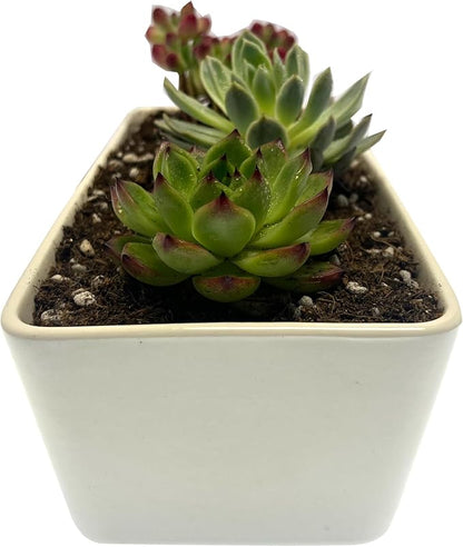 Kipokalor Rectangular White Ceramic Succulent Planter Pot,one Set of 10.19x4.64x3.22inch Modern Minimalist with Ceramic Saucer for Office,Desk,Window.