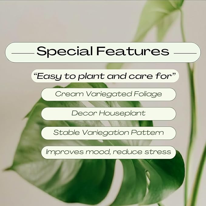 Constellation Monstera Plant, Rare Variegated Monstera Live Plant, Philodendron Houseplant for Indoor Growing, 4 to 6 Inc Tall