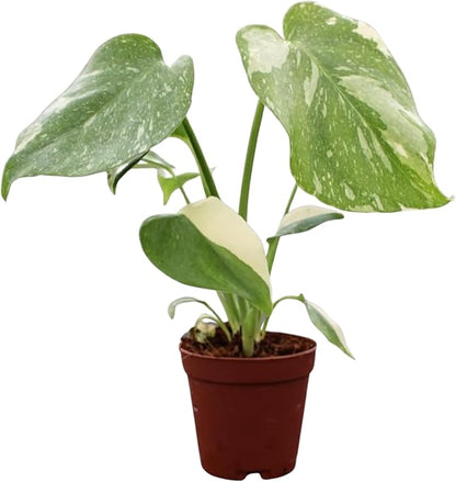 CoollectivePlants Monstera Thai Constellation – Live Plant in 2″ Grower’s Pot, Thai Constellation Monstera Live Plant, Easy Indoor House Plant