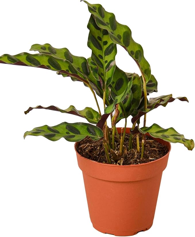 Calathea Lancifolia Rattlesnake Live Plant for Indoor | Different Houseplants in 4'' & 6'' Pot | Real House Plant for Living Room, Office, Desk & Bathroom | Peacock Zebra