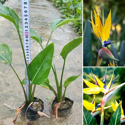 Bird of Paradise Plant Live Houseplant, 5 to 10 Inches Tall, Tropical Strelitzia Reginae Bird of Paradise Bush Live Plant (Yellow Bird of Paradise)