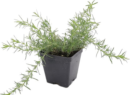 Greenwood Nursery: Live Ground-Cover Plants - Red Creeping/Moss Phlox + Subulata - [Qty: 10x Pint Pots] - (Click for Other Available Plants/Quantities)