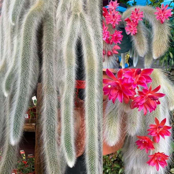 Monkey Tail Cactus Live Plants for Planting, Live Monkey Tail Cactus Houseplant Succulents in 2" Pot for Indoor Outdoor Planting