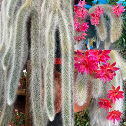 Monkey Tail Cactus Live Plants for Planting, Live Monkey Tail Cactus Houseplant Succulents in 2" Pot for Indoor Outdoor Planting