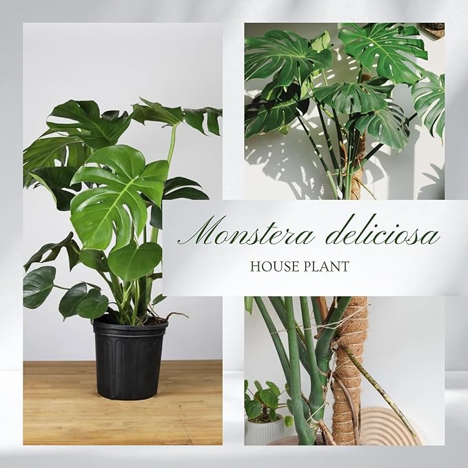 Monstera Deliciosa Plant Live, Swiss Cheese Plant, Split Leaf Indoor Plants Live Houseplants, 4 Inc Pot